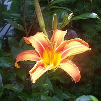 Lily orange 1