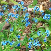 Little blue flowers 1