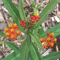 Butterfly Weed rd 1