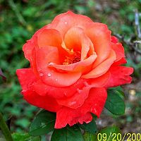 Rose orange 1