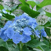blue hydrangia