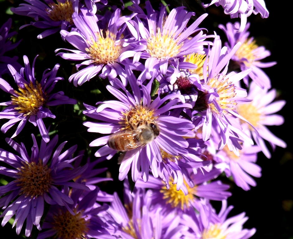 Bee on aster 2010