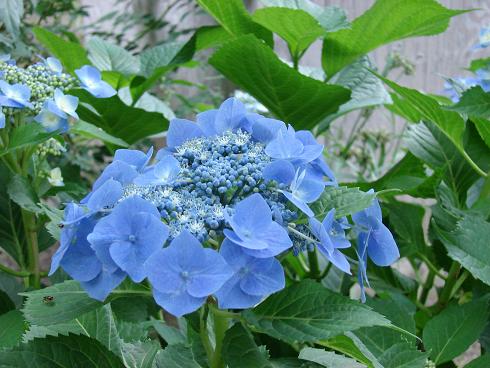 blue hydrangia