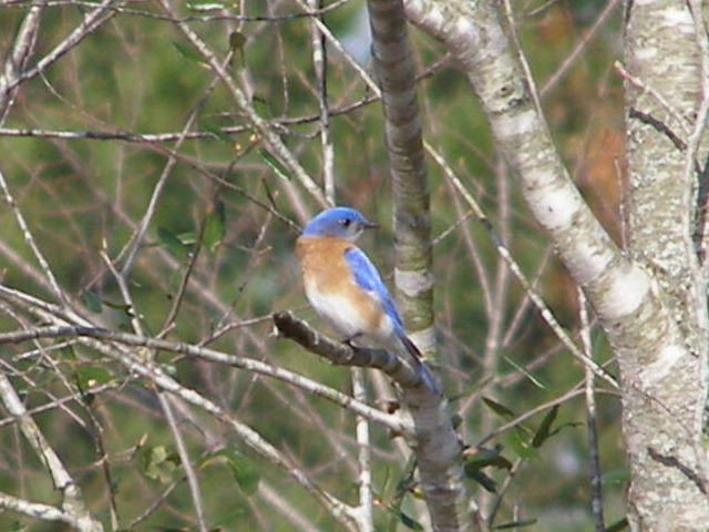 Bluebird-March2009