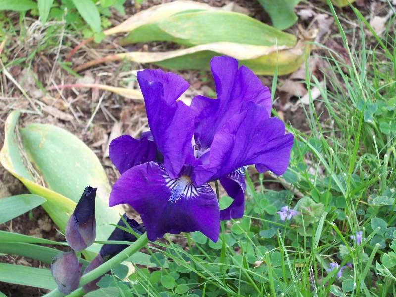 Dark Purple Reblooming Dwarf Iris