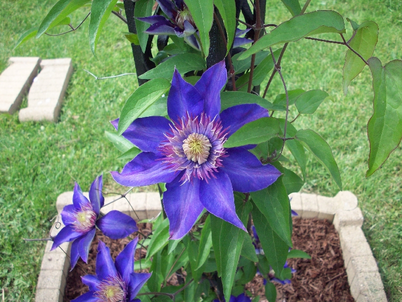 Double Blue Clematis