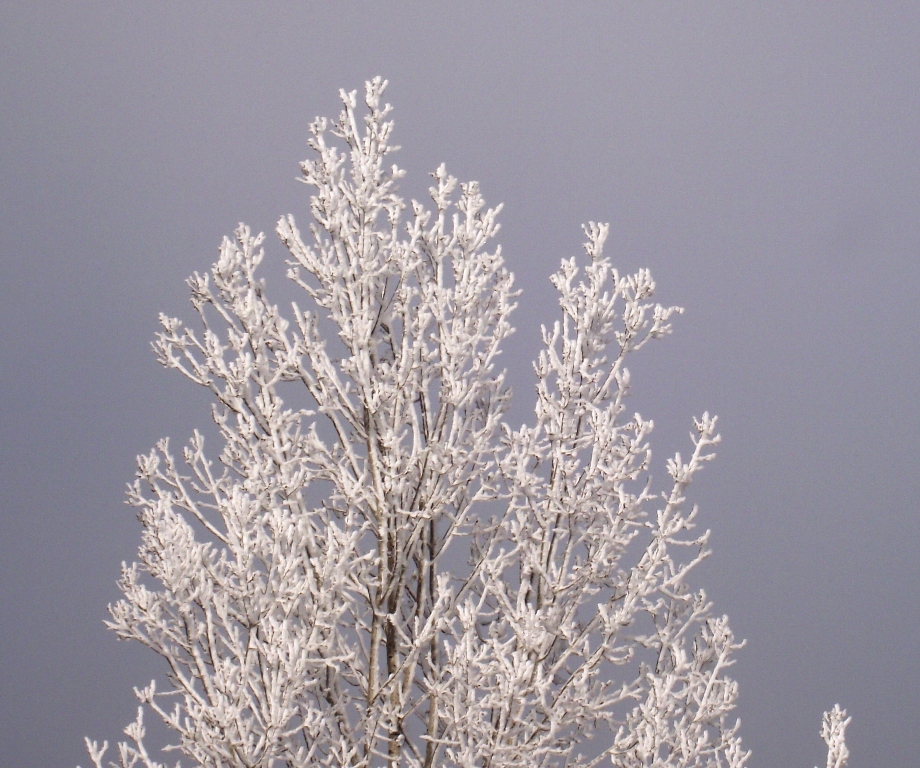 Early frosty morn in Elko