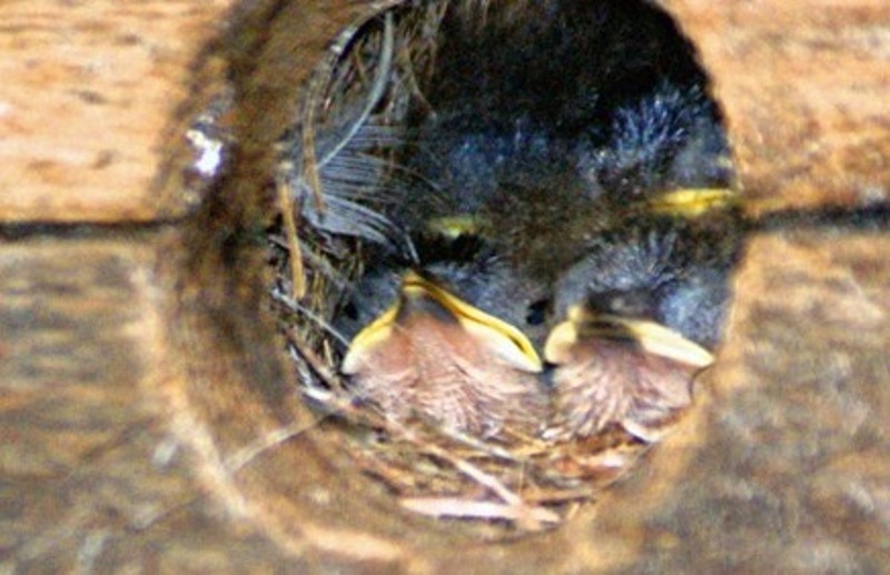 In the nest