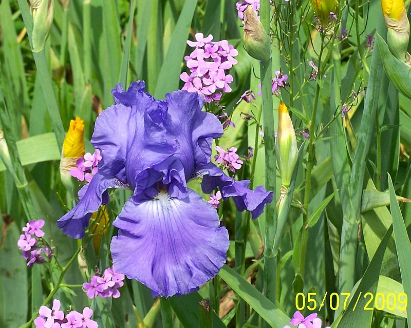 Iris lavender 2