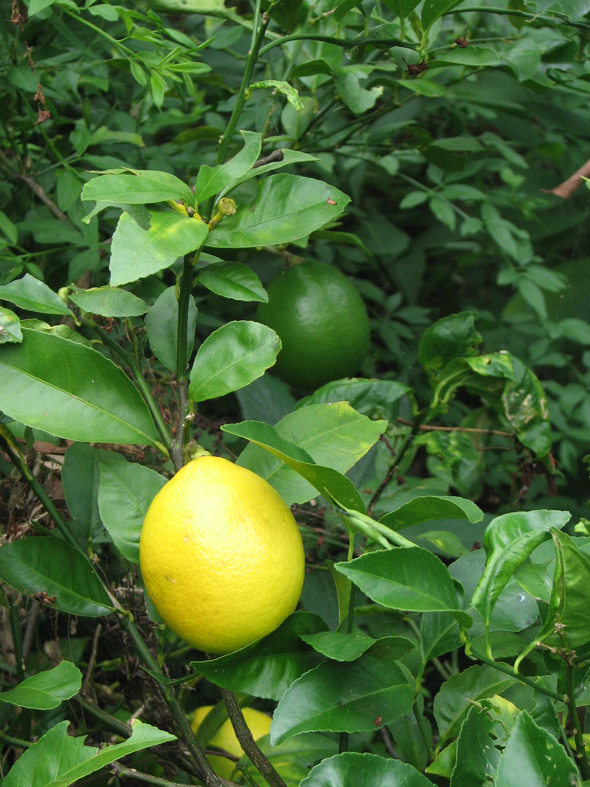 Lemons ripening