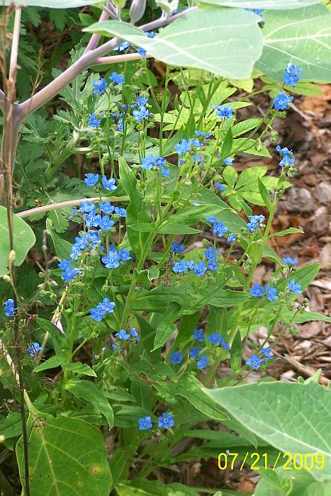 Little blue flower 1