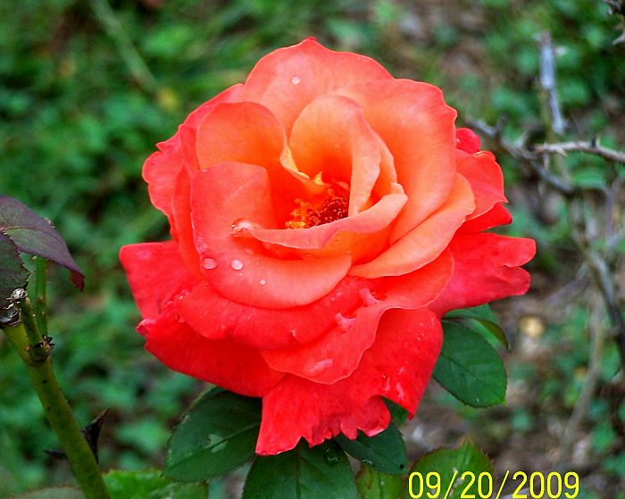 Rose orange 1
