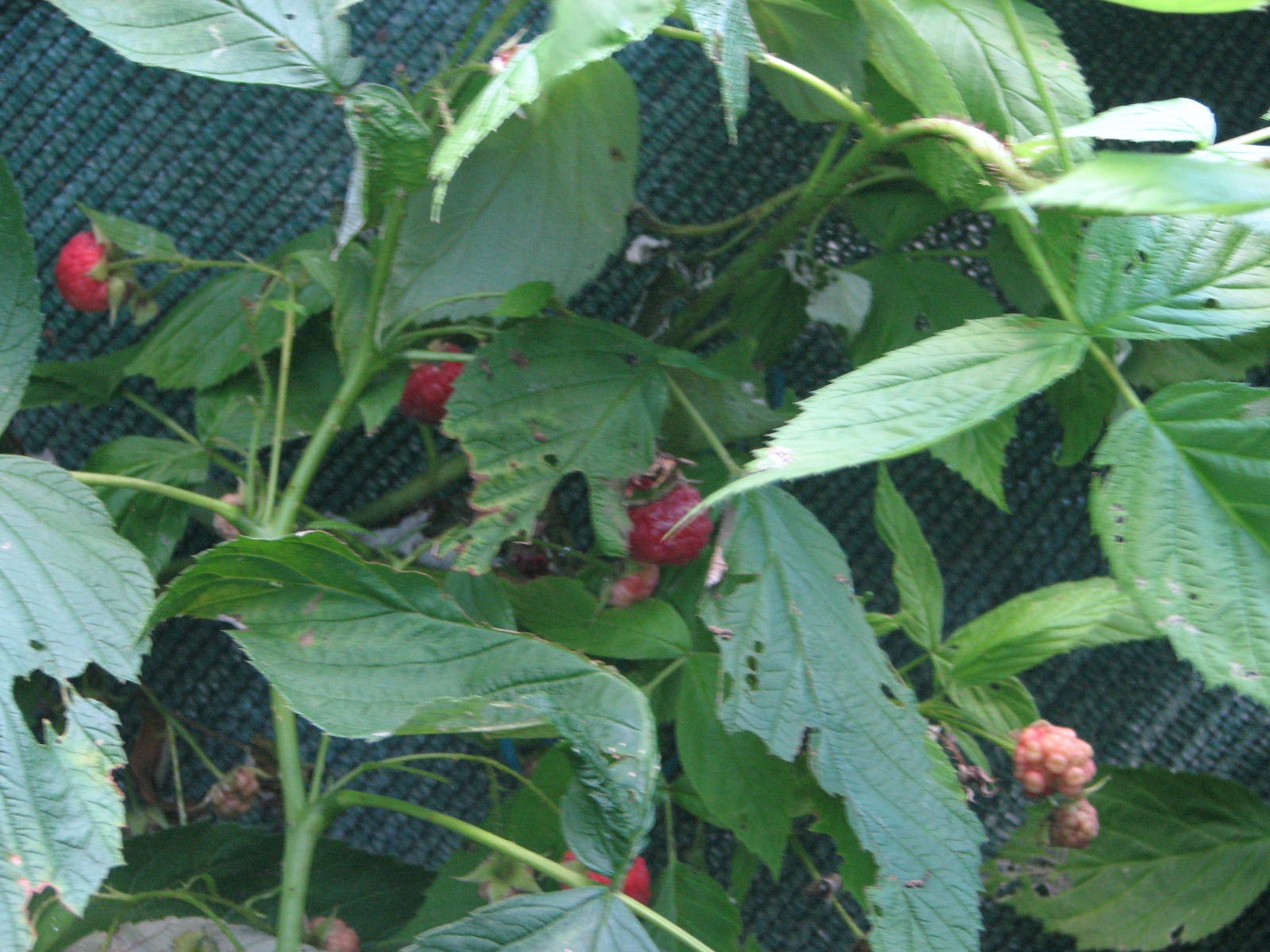Weather-beaten Raspberries