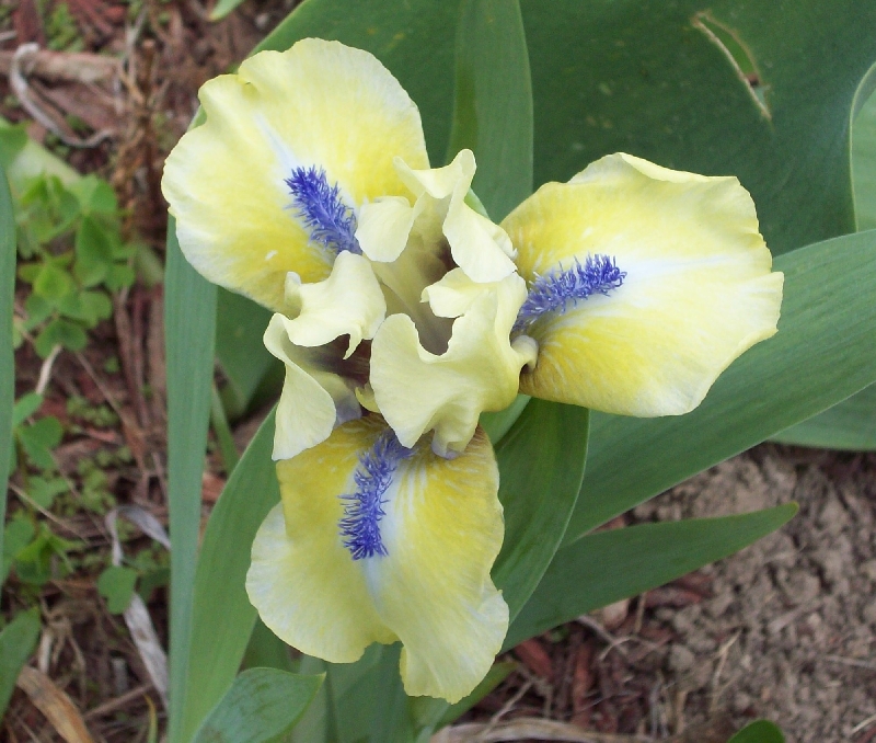Yellow Reblooming Dwarf Iris
