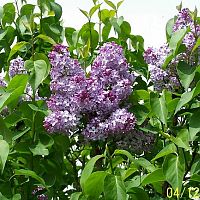 Lilac Blossoms 1