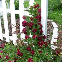 Rose on fence 2