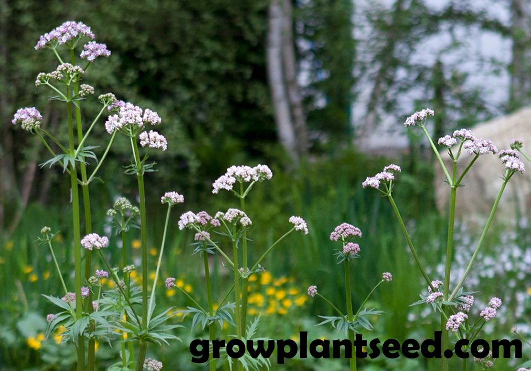 growplantseed image.png