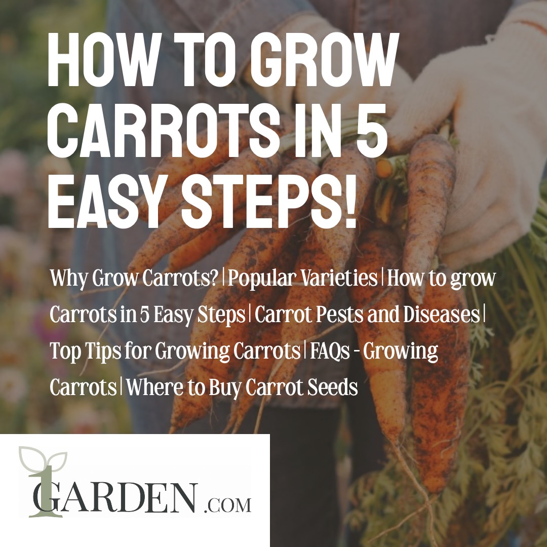 How to grow Carrots in 5 easy steps - 1Garden.com - Facebook _ Instagram.jpg