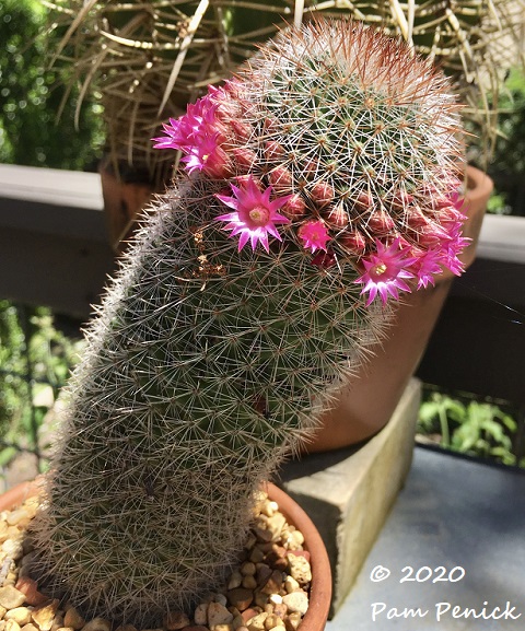 Mammillaria_cactus_in_flower_1-1.jpg