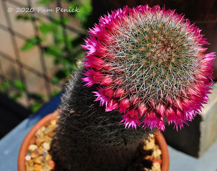 Mammillaria_cactus_in_flower_2-1.jpg