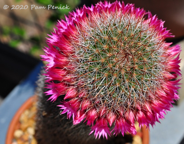 Mammillaria_cactus_in_flower_3-1.jpg