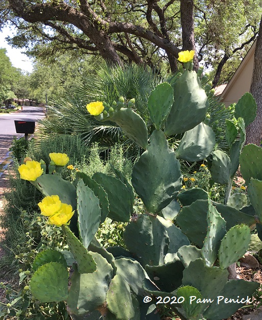 Old_Mexico_prickly_pear_1-1.jpg