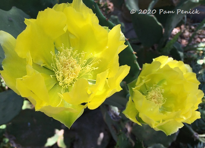 Prickly_pear_flowers-1.jpg