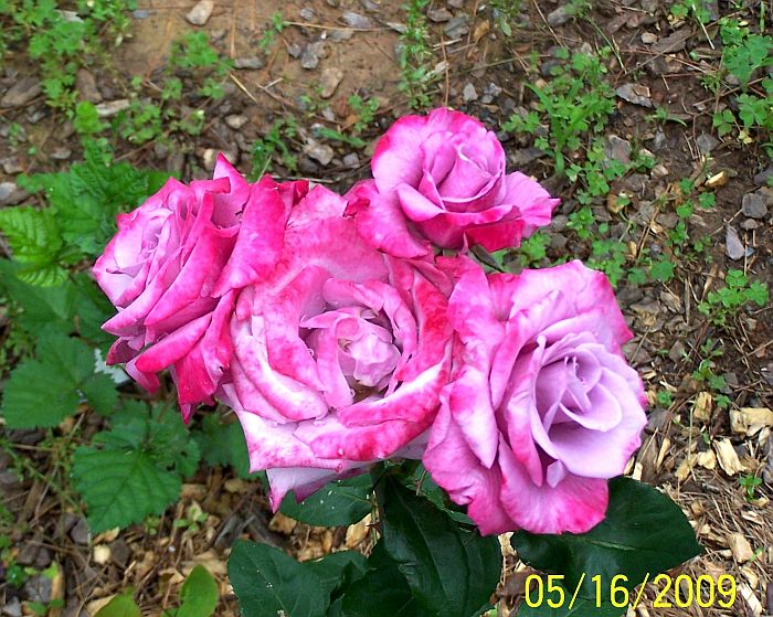 Rose pk 2